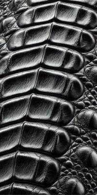 Black Alligator Wallpaper thumbnail