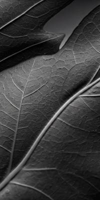 Black And White Leaf Wallpaper thumbnail