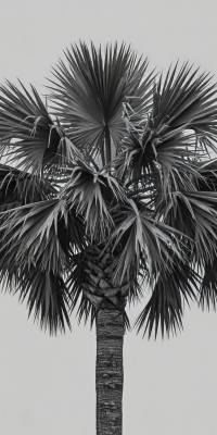 Black And White Palm Tree Wallpaper thumbnail