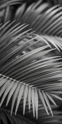 Black And White Palm Wallpaper thumbnail