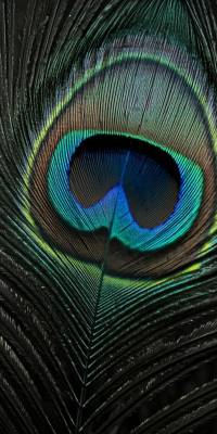 Black Peacock Wallpapers thumbnail