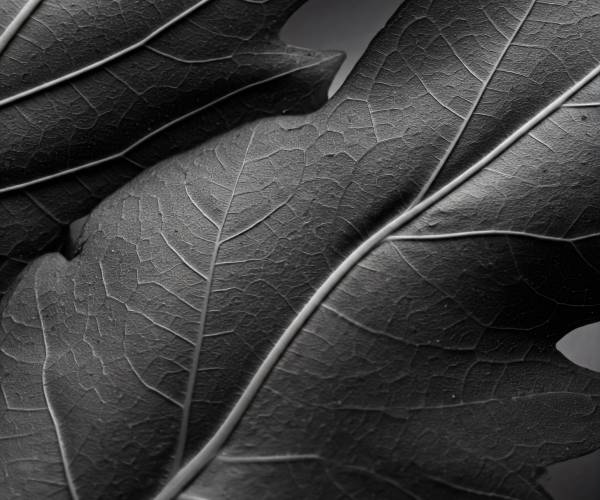 Black And White Leaf Wallpaper