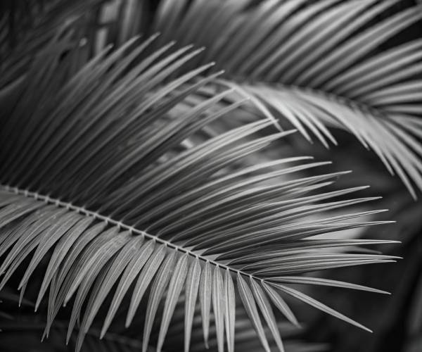 Black And White Palm Wallpaper