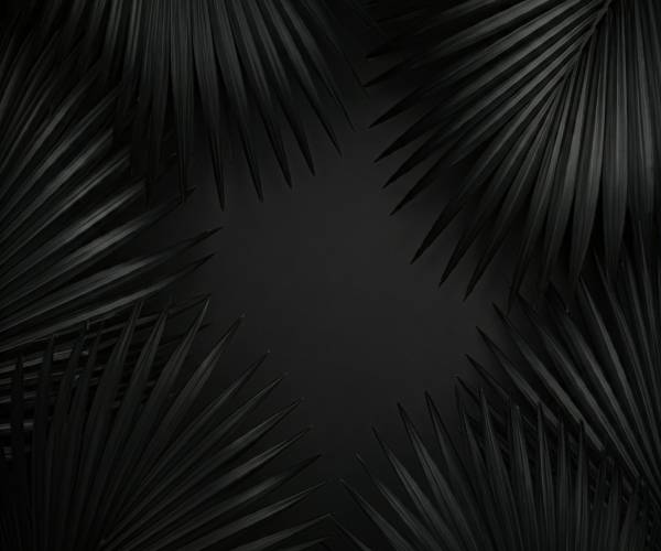 Black Palm Wallpaper