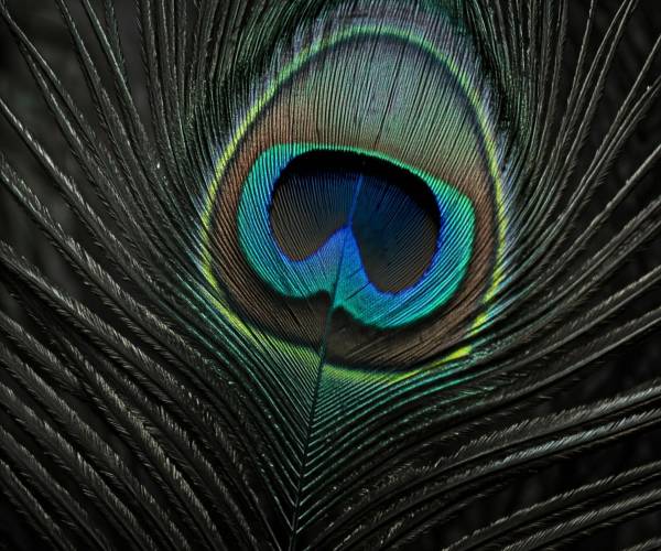 Black Peacock Wallpapers