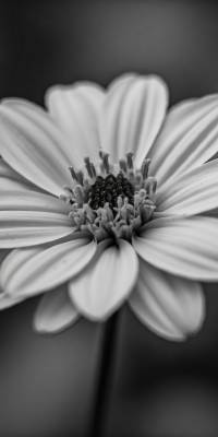 Black And White Flower Wallpapers thumbnail