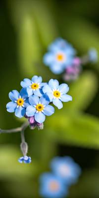 Blue Green Flower Wallpaper thumbnail