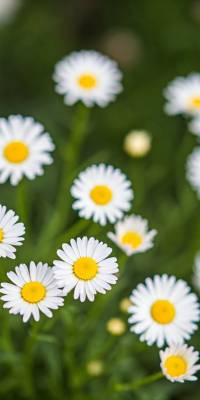 Daisy Flower Wallpaper thumbnail