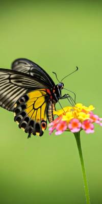 Flower Butterfly Wallpaper thumbnail