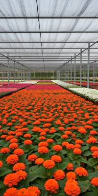 Flower Nursery Wallpaper thumbnail