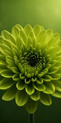 Green Flower Wallpaper thumbnail