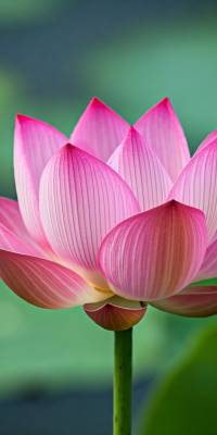 Lotus Flower Wallpaper thumbnail