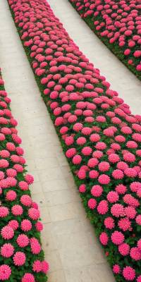 Pink Flower Garden Wallpaper thumbnail