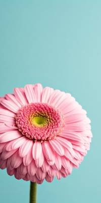 Pink Flower Wallpaper thumbnail