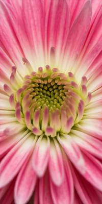 Pink Large Flower Wallpaper thumbnail