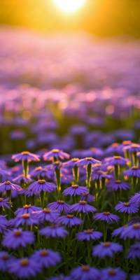 Purple Flower Wallpaper thumbnail