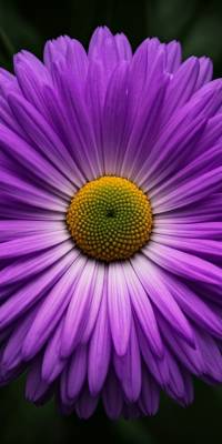 Purple Flower Wallpapers thumbnail