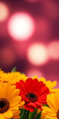 Red Yellow Flower Wallpaper thumbnail