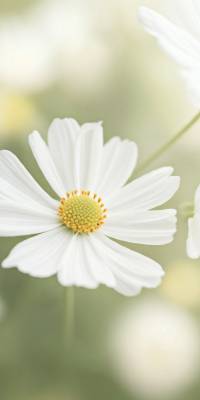 White Flower Wallpapers thumbnail