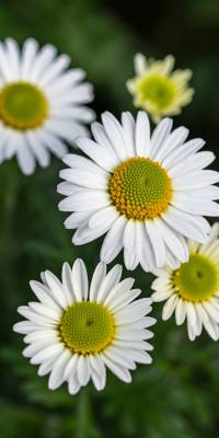 White Green Flower Wallpaper thumbnail