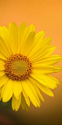 Yellow Flower Wallpaper thumbnail