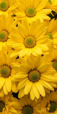 Yellow Flower Wallpapers thumbnail