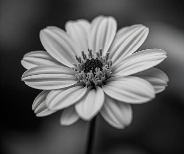 Black And White Flower Wallpapers