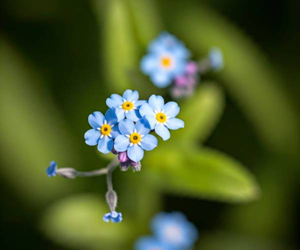 Blue Green Flower Wallpaper