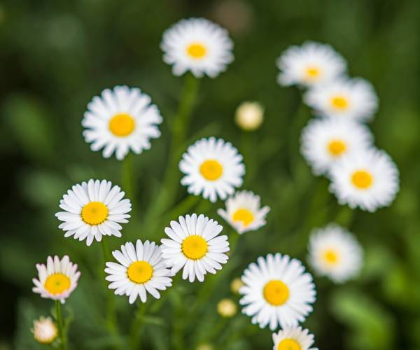 Daisy Flower Wallpaper