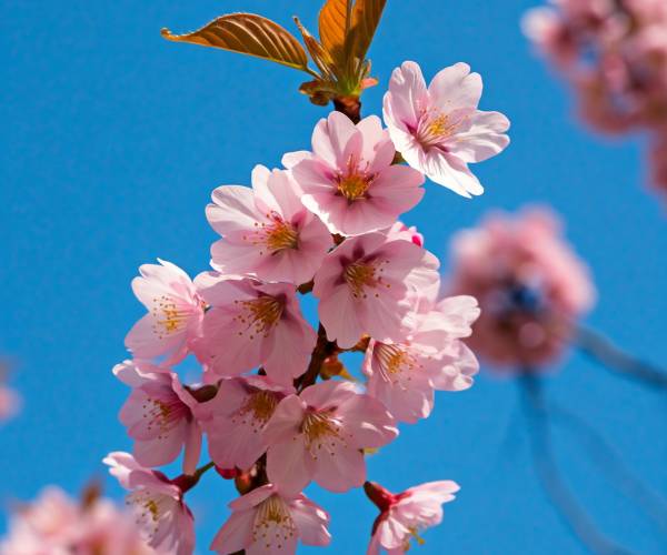 Light Pink Flower Wallpaper