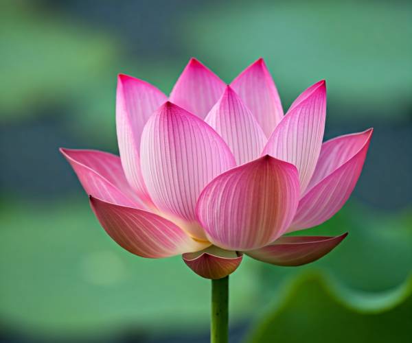 Lotus Flower Wallpaper