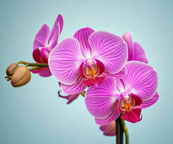 Orchid Wallpaper