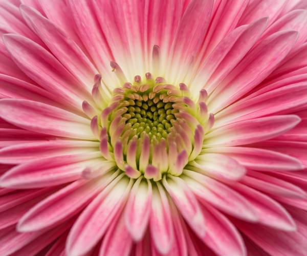 Pink Large Flower Wallpaper