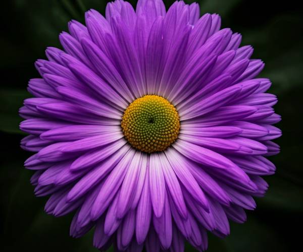 Purple Flower Wallpapers