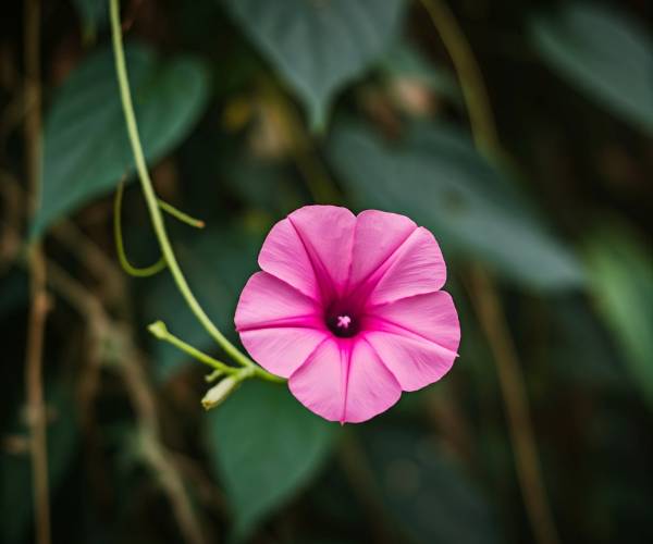 Red Flower Wallpaper