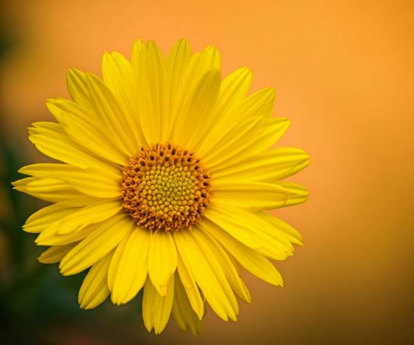 Yellow Flower Wallpaper