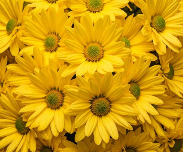 Yellow Flower Wallpapers