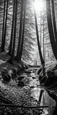 Black And White Nature Wallpaper thumbnail