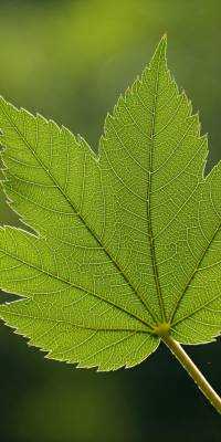 Nature Leaf Wallpaper thumbnail