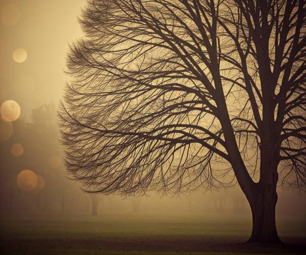 Foggy Tree Wallpaper