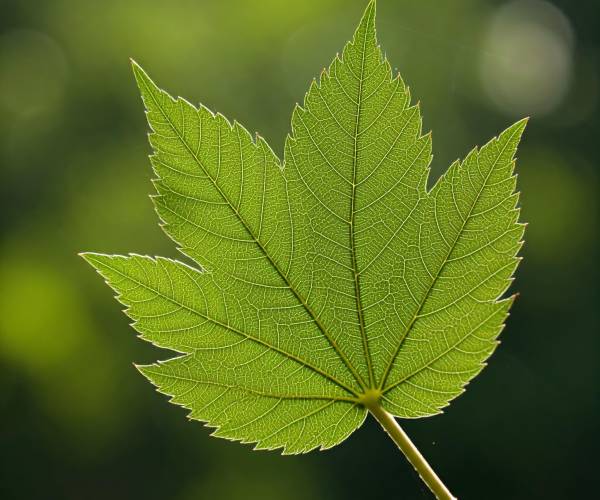 Nature Leaf Wallpaper